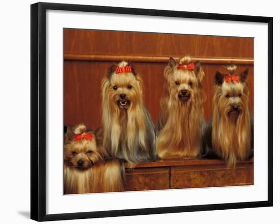 Domestic Dogs, Four Yorkshire Terriers Sitting / Lying Down-Adriano Bacchella-Framed Photographic Print