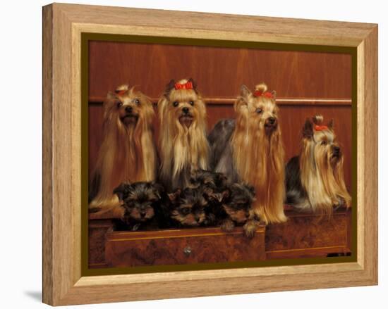 Domestic Dogs, Four Yorkshire Terriers with Four Puppies in a Drawer-Adriano Bacchella-Framed Premier Image Canvas