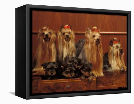 Domestic Dogs, Four Yorkshire Terriers with Four Puppies in a Drawer-Adriano Bacchella-Framed Premier Image Canvas