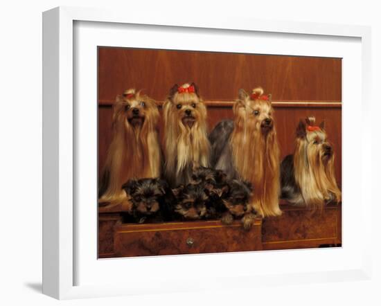 Domestic Dogs, Four Yorkshire Terriers with Four Puppies in a Drawer-Adriano Bacchella-Framed Photographic Print