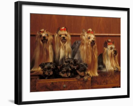 Domestic Dogs, Four Yorkshire Terriers with Four Puppies in a Drawer-Adriano Bacchella-Framed Photographic Print