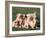 Domestic Dogs, Group of Eight Pyrenean Mountain Dog Puppies-Adriano Bacchella-Framed Photographic Print