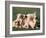 Domestic Dogs, Group of Eight Pyrenean Mountain Dog Puppies-Adriano Bacchella-Framed Photographic Print