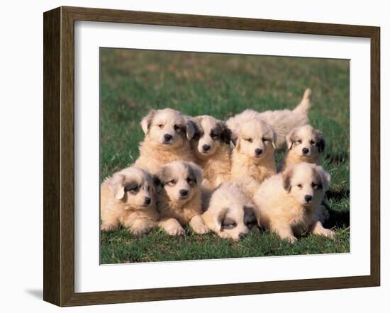 Domestic Dogs, Group of Eight Pyrenean Mountain Dog Puppies-Adriano Bacchella-Framed Photographic Print