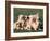 Domestic Dogs, Group of Eight Pyrenean Mountain Dog Puppies-Adriano Bacchella-Framed Photographic Print