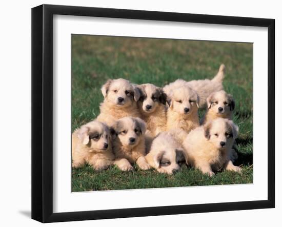 Domestic Dogs, Group of Eight Pyrenean Mountain Dog Puppies-Adriano Bacchella-Framed Photographic Print