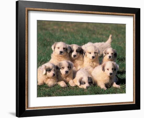 Domestic Dogs, Group of Eight Pyrenean Mountain Dog Puppies-Adriano Bacchella-Framed Photographic Print