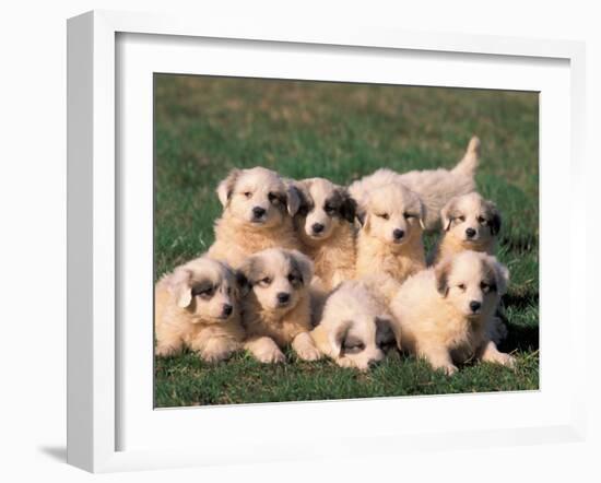 Domestic Dogs, Group of Eight Pyrenean Mountain Dog Puppies-Adriano Bacchella-Framed Photographic Print