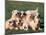 Domestic Dogs, Group of Eight Pyrenean Mountain Dog Puppies-Adriano Bacchella-Mounted Photographic Print