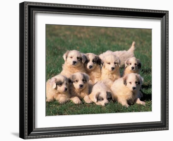 Domestic Dogs, Group of Eight Pyrenean Mountain Dog Puppies-Adriano Bacchella-Framed Photographic Print