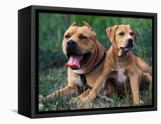 Domestic Dogs, Pit Bull Terrier with Puppy-Adriano Bacchella-Framed Premier Image Canvas