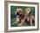 Domestic Dogs, Pit Bull Terrier with Puppy-Adriano Bacchella-Framed Photographic Print