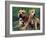 Domestic Dogs, Pit Bull Terrier with Puppy-Adriano Bacchella-Framed Photographic Print