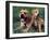 Domestic Dogs, Pit Bull Terrier with Puppy-Adriano Bacchella-Framed Photographic Print