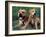 Domestic Dogs, Pit Bull Terrier with Puppy-Adriano Bacchella-Framed Photographic Print