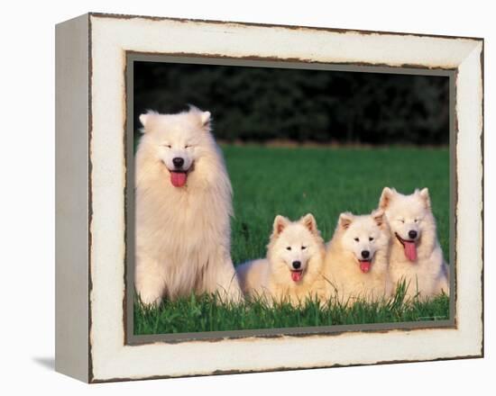 Domestic Dogs, Samoyed Family Panting and Resting on Grass-Adriano Bacchella-Framed Premier Image Canvas