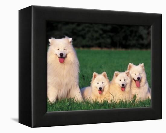 Domestic Dogs, Samoyed Family Panting and Resting on Grass-Adriano Bacchella-Framed Premier Image Canvas