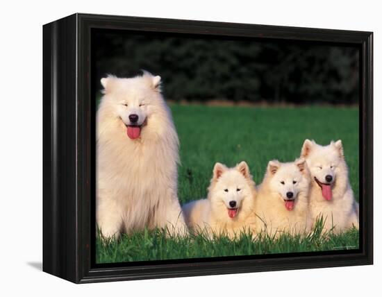 Domestic Dogs, Samoyed Family Panting and Resting on Grass-Adriano Bacchella-Framed Premier Image Canvas