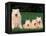 Domestic Dogs, Samoyed Family Panting and Resting on Grass-Adriano Bacchella-Framed Premier Image Canvas