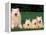 Domestic Dogs, Samoyed Family Panting and Resting on Grass-Adriano Bacchella-Framed Premier Image Canvas