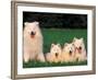Domestic Dogs, Samoyed Family Panting and Resting on Grass-Adriano Bacchella-Framed Photographic Print