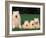 Domestic Dogs, Samoyed Family Panting and Resting on Grass-Adriano Bacchella-Framed Photographic Print