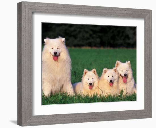 Domestic Dogs, Samoyed Family Panting and Resting on Grass-Adriano Bacchella-Framed Photographic Print