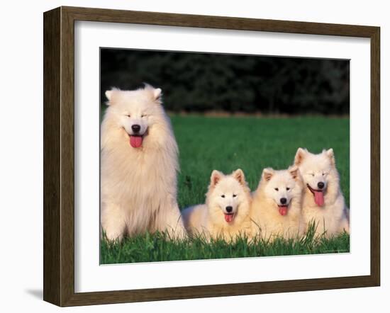 Domestic Dogs, Samoyed Family Panting and Resting on Grass-Adriano Bacchella-Framed Photographic Print