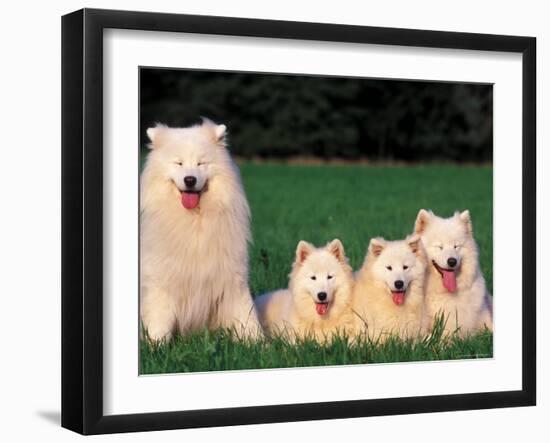 Domestic Dogs, Samoyed Family Panting and Resting on Grass-Adriano Bacchella-Framed Photographic Print