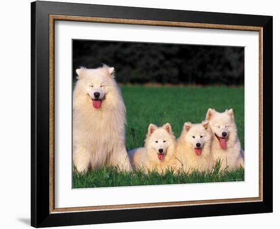 Domestic Dogs, Samoyed Family Panting and Resting on Grass-Adriano Bacchella-Framed Photographic Print