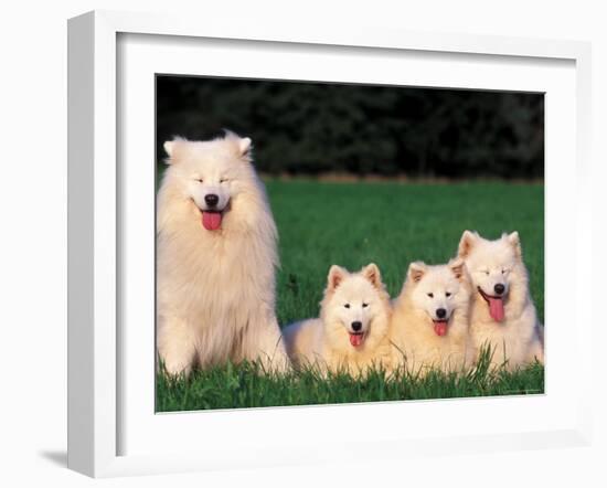 Domestic Dogs, Samoyed Family Panting and Resting on Grass-Adriano Bacchella-Framed Photographic Print