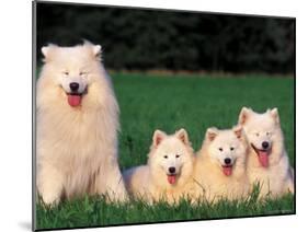 Domestic Dogs, Samoyed Family Panting and Resting on Grass-Adriano Bacchella-Mounted Photographic Print
