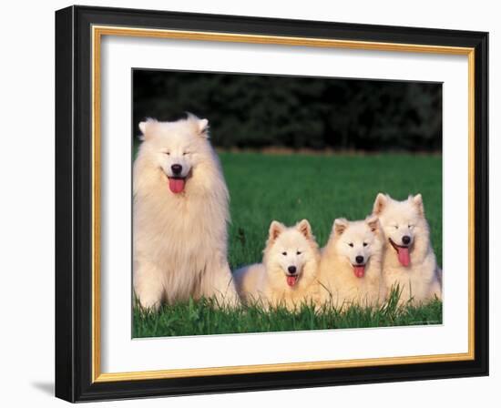 Domestic Dogs, Samoyed Family Panting and Resting on Grass-Adriano Bacchella-Framed Photographic Print