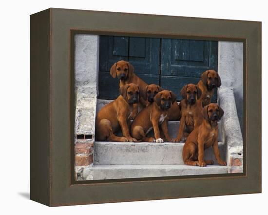 Domestic Dogs, Seven Rhodesian Ridgeback Puppies Sitting on Steps-Adriano Bacchella-Framed Premier Image Canvas