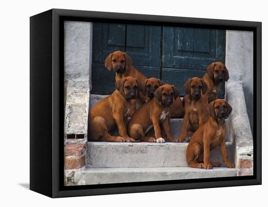 Domestic Dogs, Seven Rhodesian Ridgeback Puppies Sitting on Steps-Adriano Bacchella-Framed Premier Image Canvas