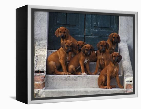 Domestic Dogs, Seven Rhodesian Ridgeback Puppies Sitting on Steps-Adriano Bacchella-Framed Premier Image Canvas