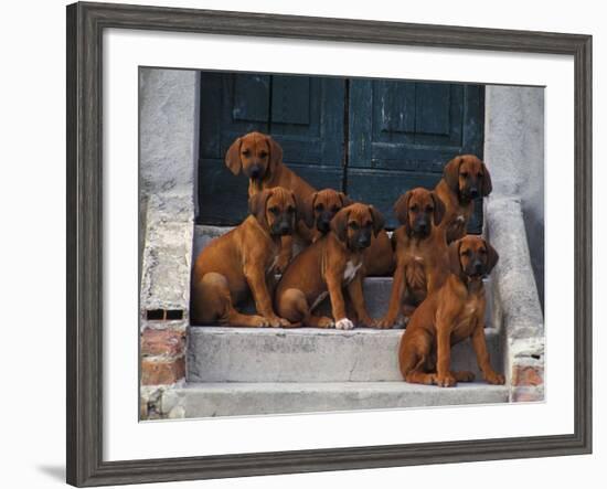 Domestic Dogs, Seven Rhodesian Ridgeback Puppies Sitting on Steps-Adriano Bacchella-Framed Photographic Print