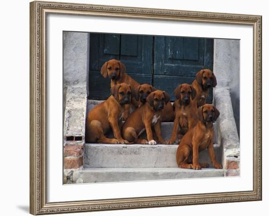 Domestic Dogs, Seven Rhodesian Ridgeback Puppies Sitting on Steps-Adriano Bacchella-Framed Photographic Print