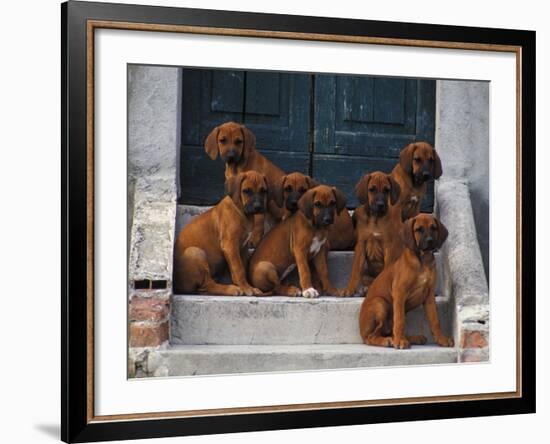 Domestic Dogs, Seven Rhodesian Ridgeback Puppies Sitting on Steps-Adriano Bacchella-Framed Photographic Print