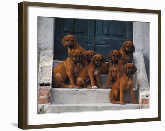 Domestic Dogs, Seven Rhodesian Ridgeback Puppies Sitting on Steps-Adriano Bacchella-Framed Photographic Print