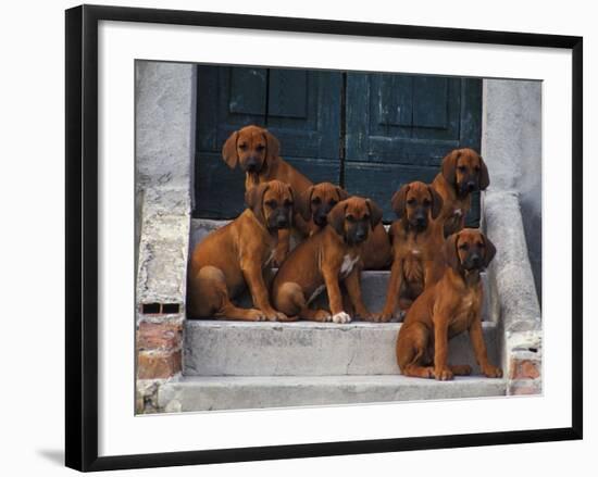 Domestic Dogs, Seven Rhodesian Ridgeback Puppies Sitting on Steps-Adriano Bacchella-Framed Photographic Print