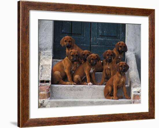 Domestic Dogs, Seven Rhodesian Ridgeback Puppies Sitting on Steps-Adriano Bacchella-Framed Photographic Print