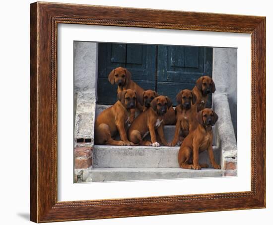 Domestic Dogs, Seven Rhodesian Ridgeback Puppies Sitting on Steps-Adriano Bacchella-Framed Photographic Print