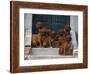 Domestic Dogs, Seven Rhodesian Ridgeback Puppies Sitting on Steps-Adriano Bacchella-Framed Photographic Print