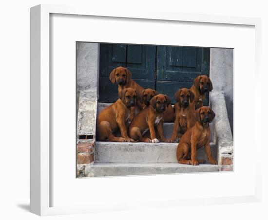 Domestic Dogs, Seven Rhodesian Ridgeback Puppies Sitting on Steps-Adriano Bacchella-Framed Photographic Print