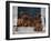 Domestic Dogs, Seven Rhodesian Ridgeback Puppies Sitting on Steps-Adriano Bacchella-Framed Photographic Print