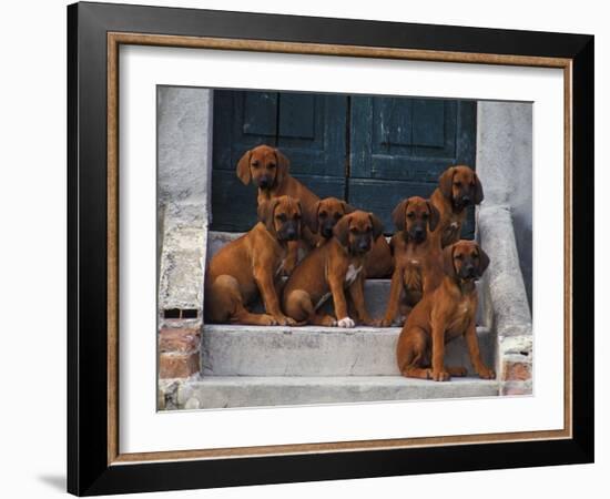 Domestic Dogs, Seven Rhodesian Ridgeback Puppies Sitting on Steps-Adriano Bacchella-Framed Photographic Print