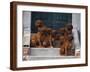 Domestic Dogs, Seven Rhodesian Ridgeback Puppies Sitting on Steps-Adriano Bacchella-Framed Photographic Print