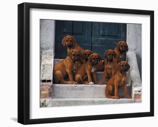 Domestic Dogs, Seven Rhodesian Ridgeback Puppies Sitting on Steps-Adriano Bacchella-Framed Photographic Print