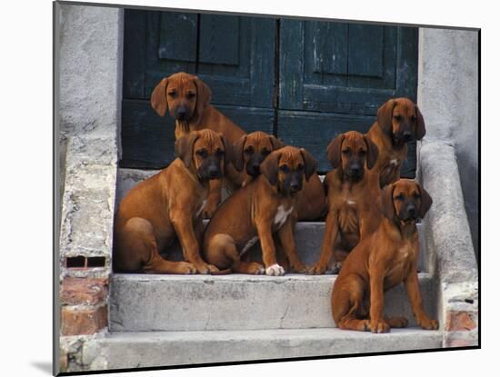 Domestic Dogs, Seven Rhodesian Ridgeback Puppies Sitting on Steps-Adriano Bacchella-Mounted Photographic Print